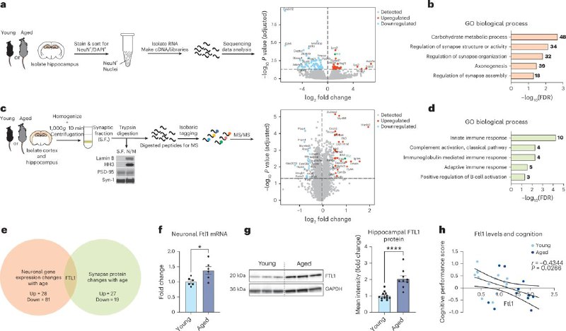 衰老大脑或可通过降低关键蛋白“重返年轻”美国加州大学旧金山分校（UCSF）的研究发现，一种名为铁蛋白轻链1（FTL1）的蛋白质在大脑衰老中起关键作用