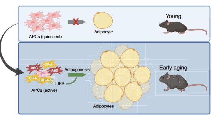 中年发福的元凶找到了！科学家发现