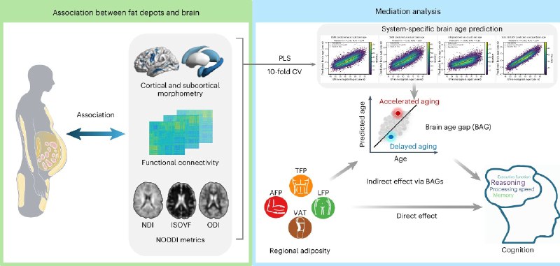 《自然》子刊揭秘：内脏脂肪是加速大脑衰老的“元凶”一项研究警示，脂肪的分布位置远比体重指数(BMI)更能预测大脑健康 